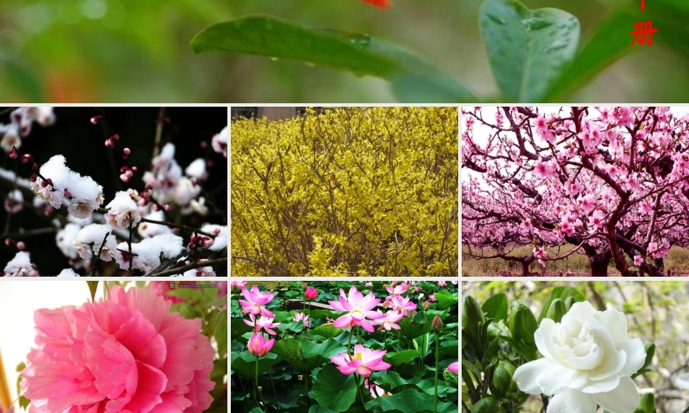 一年级语文下册 第8单元《花名歌》课件1 长春版-长春版小学一年级下册语文课件