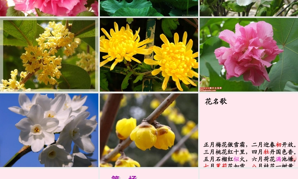 一年级语文下册 第8单元《花名歌》课件1 长春版-长春版小学一年级下册语文课件