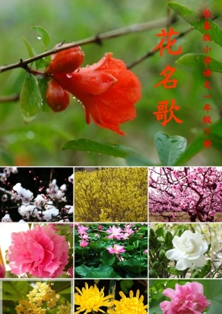 一年级语文下册 第8单元《花名歌》课件1 长春版-长春版小学一年级下册语文课件