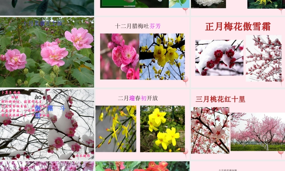 一年级语文下册 第8单元《花名歌》课件3 长春版-长春版小学一年级下册语文课件