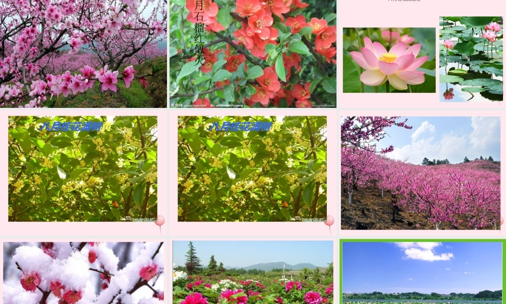 一年级语文下册 第8单元《花名歌》课件3 长春版-长春版小学一年级下册语文课件