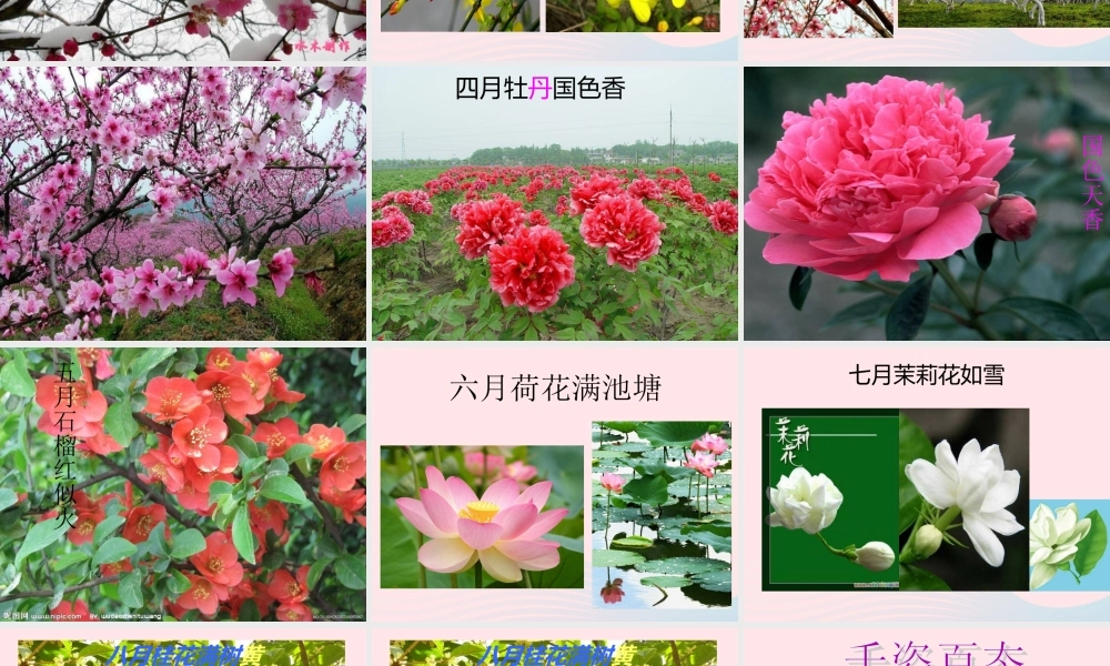 一年级语文下册 第8单元《花名歌》课件4 长春版-长春版小学一年级下册语文课件