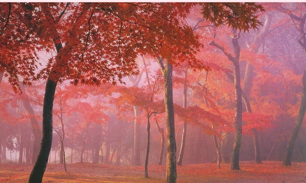 一年级语文下册 第8单元《山行》课件3 长春版-长春版小学一年级下册语文课件