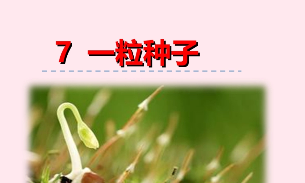一年级语文下册 第二单元 第7课《一粒种子》课件2 北京版-北京版小学一年级下册语文课件