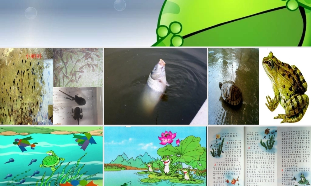 一年级语文下册 第4单元 17《小蝌蚪找妈妈》课件5 语文S版-语文S版小学一年级下册语文课件