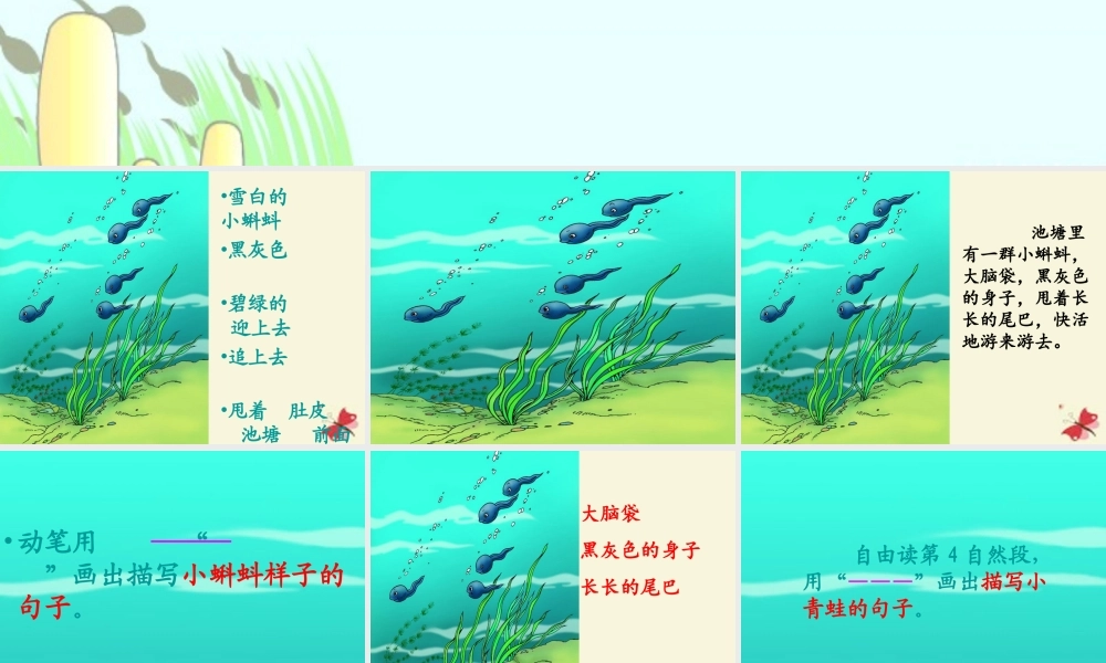 一年级语文下册 第4单元 17《小蝌蚪找妈妈》课件6 语文S版-语文S版小学一年级下册语文课件