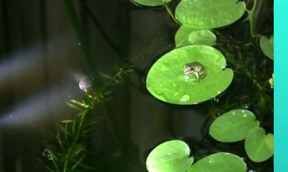 一年级语文下册 第4单元 17《小蝌蚪找妈妈》课件7 语文S版-语文S版小学一年级下册语文课件