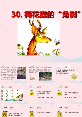 一年级语文下册 第六单元 第30课《梅花鹿的角树》课件 北京版-北京版小学一年级下册语文课件