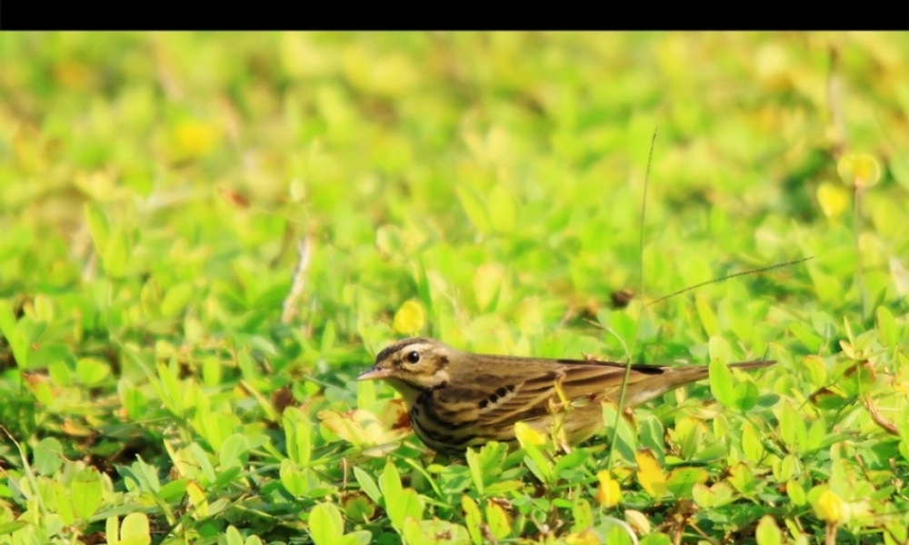 一年级语文下册 第1单元 3《古诗两首》村居课件5 语文S版-语文S版小学一年级下册语文课件