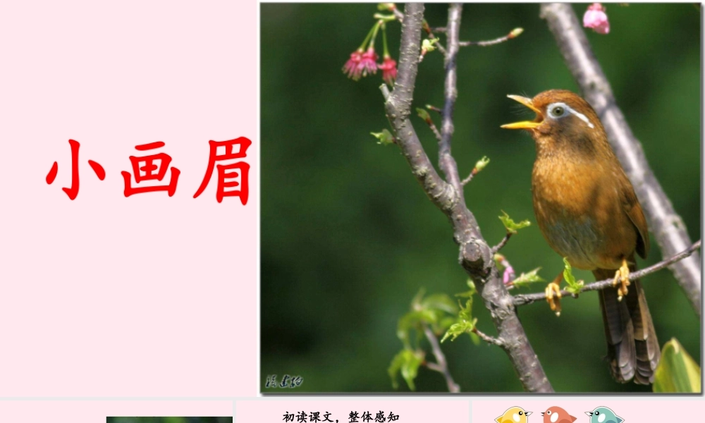 一年级语文下册 第4课《小画眉》课件1 鄂教版-鄂教版小学一年级下册语文课件