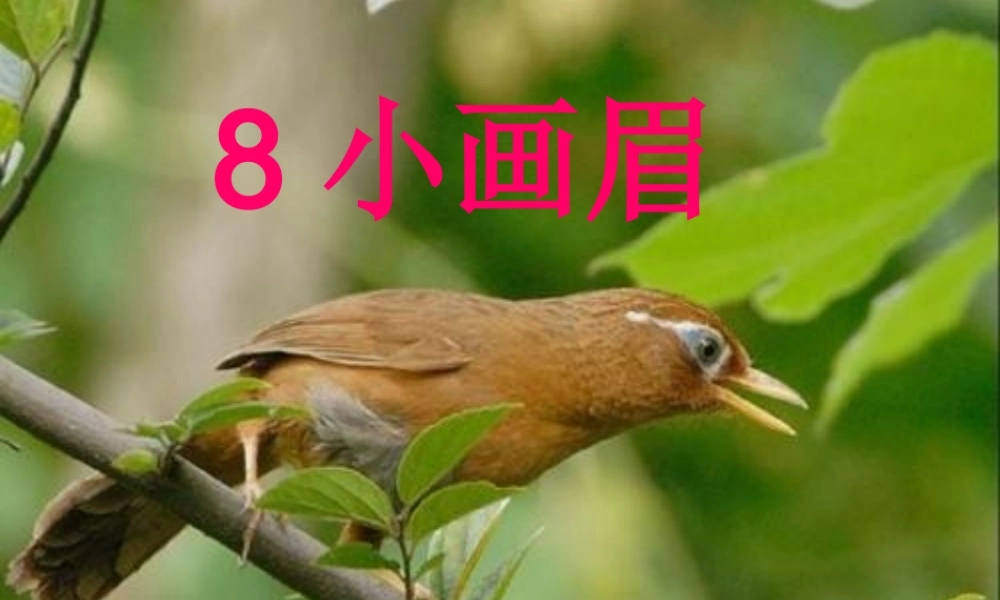 一年级语文下册 第4课《小画眉》课件4 鄂教版-鄂教版小学一年级下册语文课件