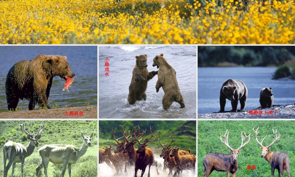 一年级语文下册 第5单元 20《小熊和小鹿》课件4 语文S版-语文S版小学一年级下册语文课件