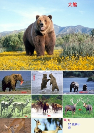 一年级语文下册 第5单元 20《小熊和小鹿》课件4 语文S版-语文S版小学一年级下册语文课件