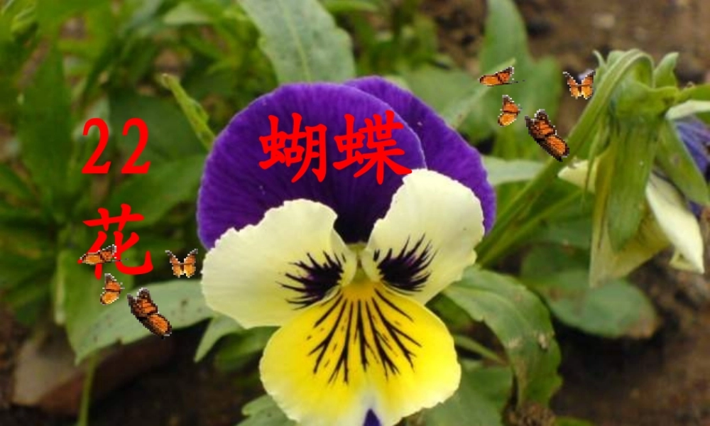 一年级语文下册 第5单元 22《蝴蝶花》课件2 语文S版-语文S版小学一年级下册语文课件