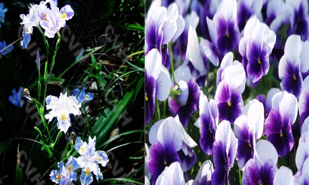 一年级语文下册 第5单元 22《蝴蝶花》课件3 语文S版-语文S版小学一年级下册语文课件