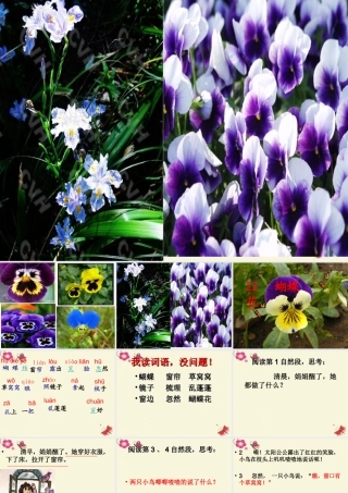 一年级语文下册 第5单元 22《蝴蝶花》课件3 语文S版-语文S版小学一年级下册语文课件