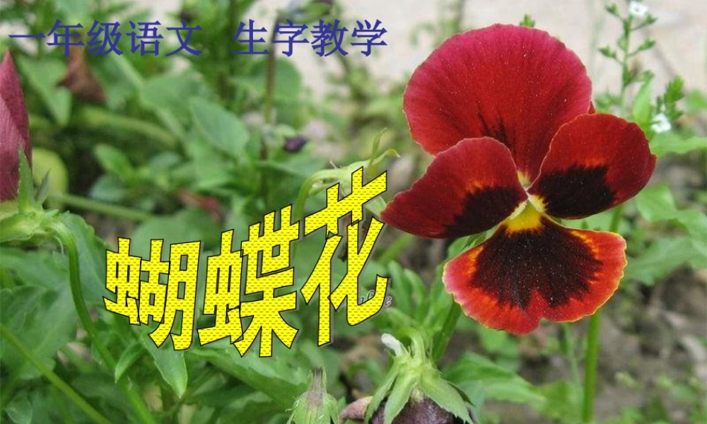 一年级语文下册 第5单元 22《蝴蝶花》课件5 语文S版-语文S版小学一年级下册语文课件