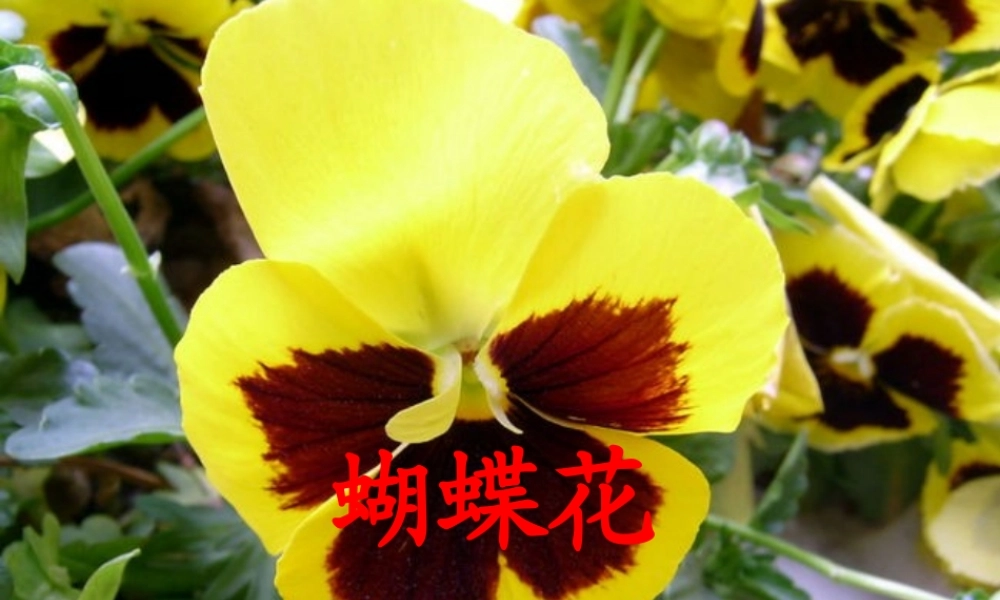 一年级语文下册 第5单元 22《蝴蝶花》课件6 语文S版-语文S版小学一年级下册语文课件