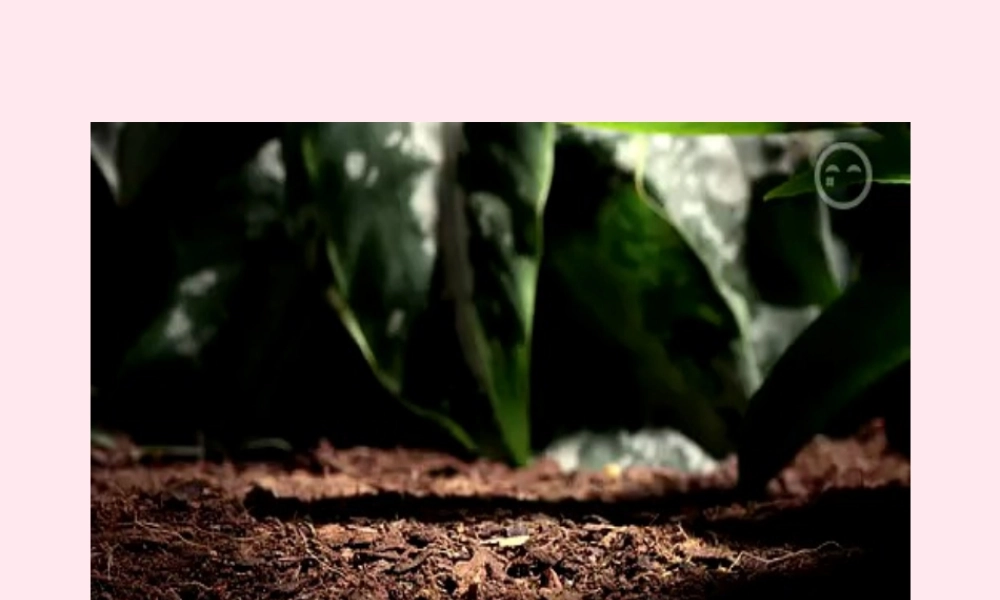 一年级语文下册 课文1 第2课《春笋》课件 苏教版-苏教版小学一年级下册语文课件