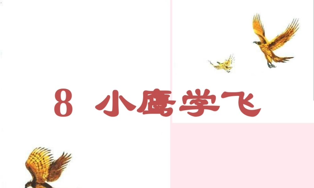 一年级语文下册 第一单元 第5课《小鹰学飞》课件2 北京版-北京版小学一年级下册语文课件