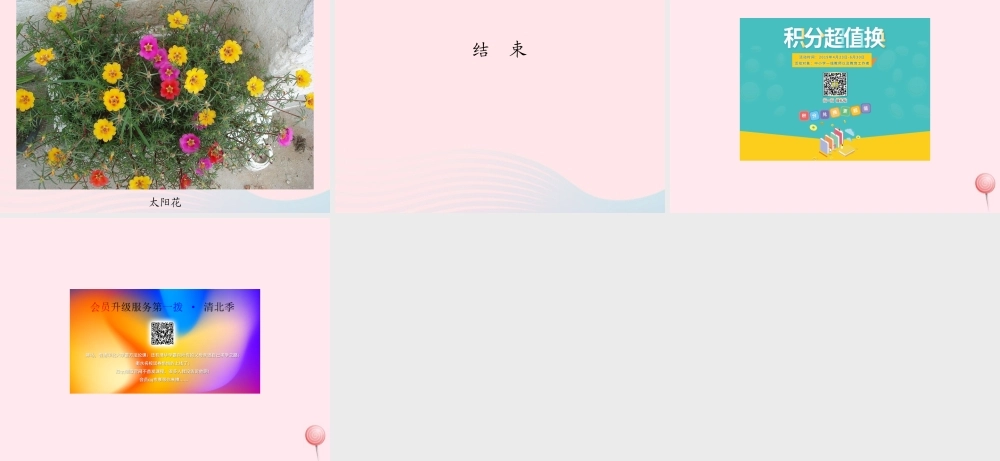 一年级语文下册 课文1 第4课《太阳花》课件2 湘教版-湘教版小学一年级下册语文课件