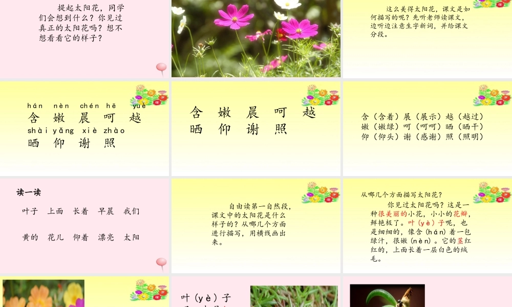 一年级语文下册 课文1 第4课《太阳花》课件3 湘教版-湘教版小学一年级下册语文课件