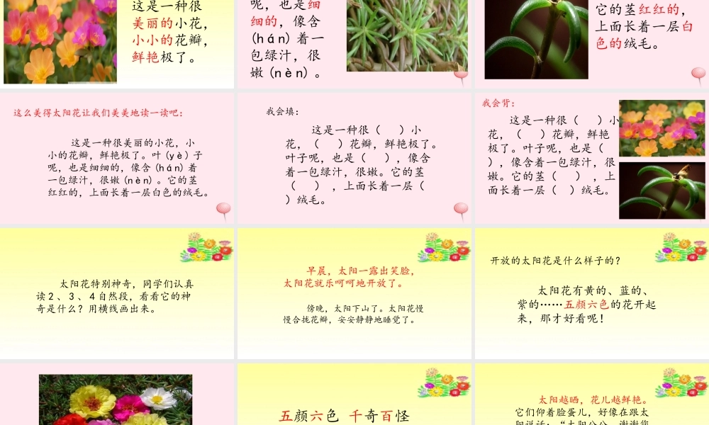 一年级语文下册 课文1 第4课《太阳花》课件3 湘教版-湘教版小学一年级下册语文课件