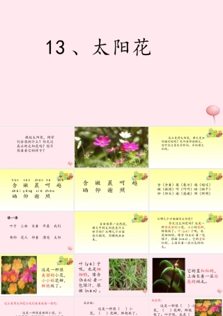 一年级语文下册 课文1 第4课《太阳花》课件3 湘教版-湘教版小学一年级下册语文课件