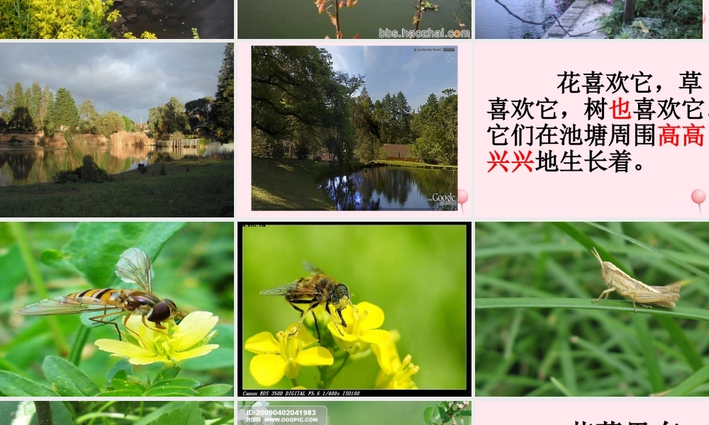 一年级语文下册 第11课《我爱门前的小池塘》课件1 鄂教版-鄂教版小学一年级下册语文课件