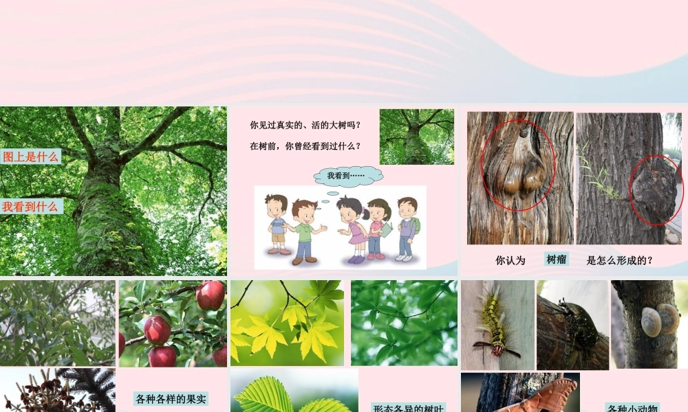 三年级科学上册 1.1《我看到了什么》课件（1） 教科版-教科版小学三年级上册自然科学课件