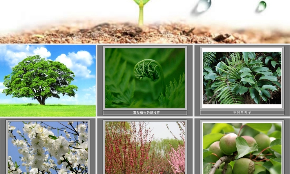 三年级科学上册 1.1《我看到了什么》课件（2） 教科版-教科版小学三年级上册自然科学课件