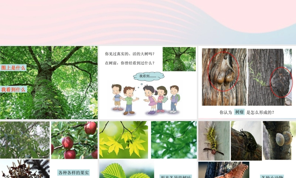 三年级科学上册 1.1《我看到了什么》课件（3） 教科版-教科版小学三年级上册自然科学课件