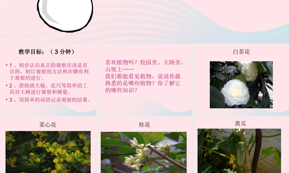 三年级科学上册 1.1《我看到了什么》课件（4） 教科版-教科版小学三年级上册自然科学课件