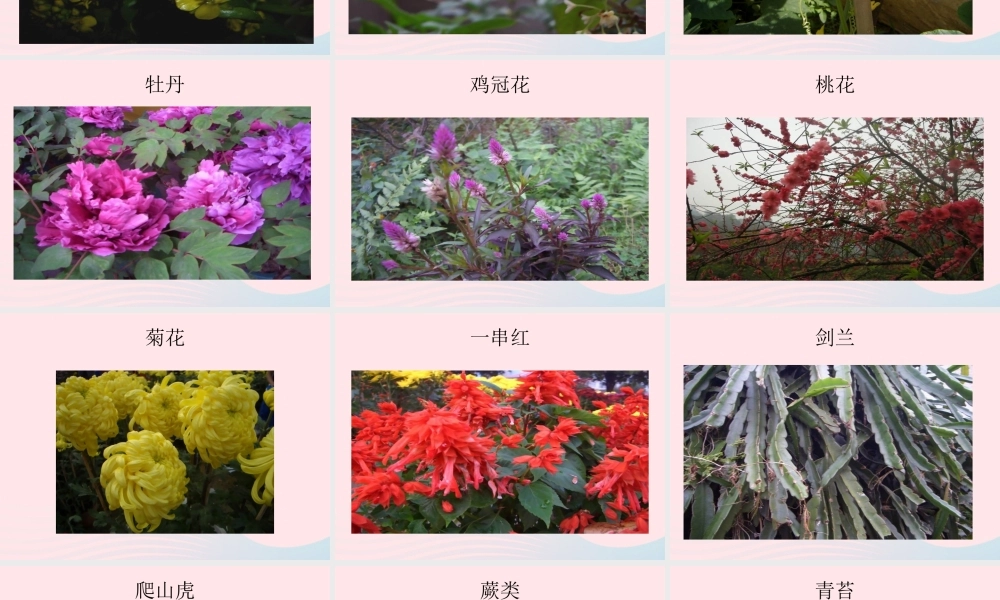 三年级科学上册 1.1《我看到了什么》课件（4） 教科版-教科版小学三年级上册自然科学课件