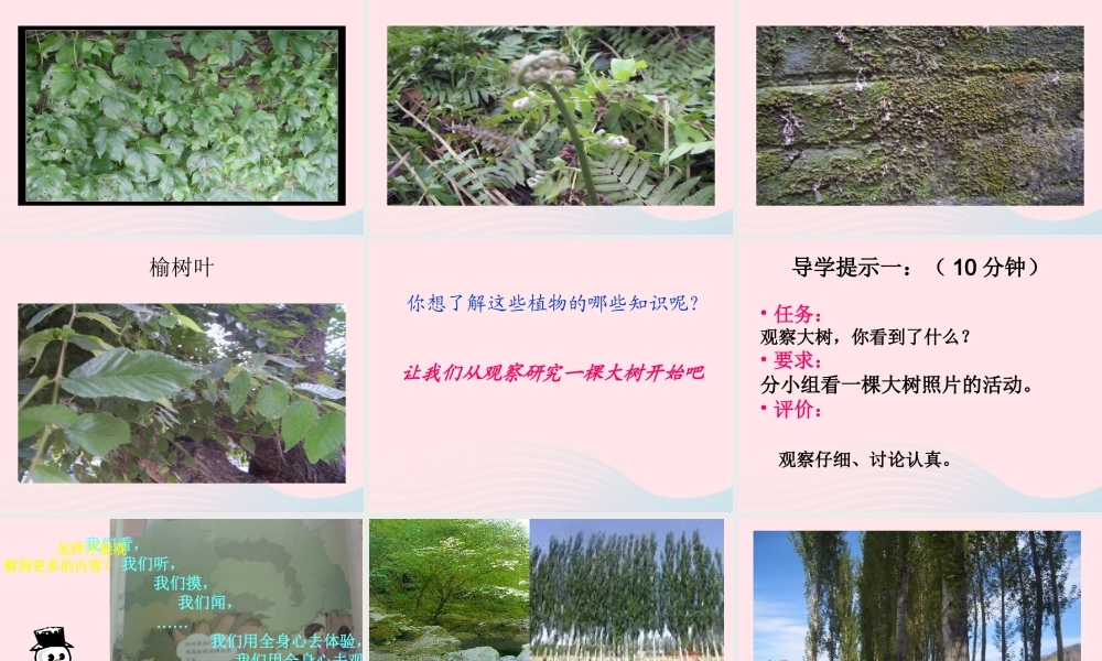 三年级科学上册 1.1《我看到了什么》课件（4） 教科版-教科版小学三年级上册自然科学课件