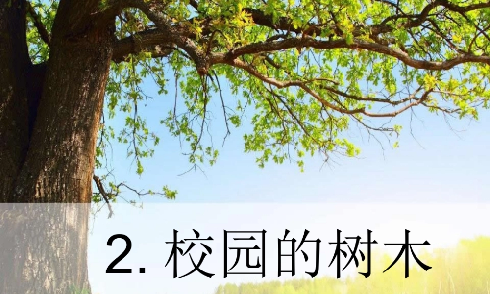 三年级科学上册 1.2《校园的树木》课件（1） 教科版-教科版小学三年级上册自然科学课件
