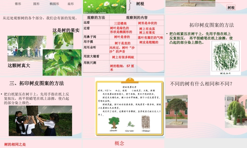 三年级科学上册 1.2《校园的树木》课件（1） 教科版-教科版小学三年级上册自然科学课件