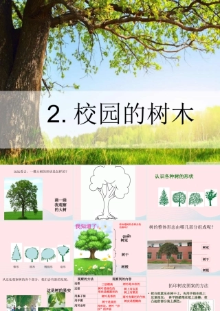 三年级科学上册 1.2《校园的树木》课件（1） 教科版-教科版小学三年级上册自然科学课件