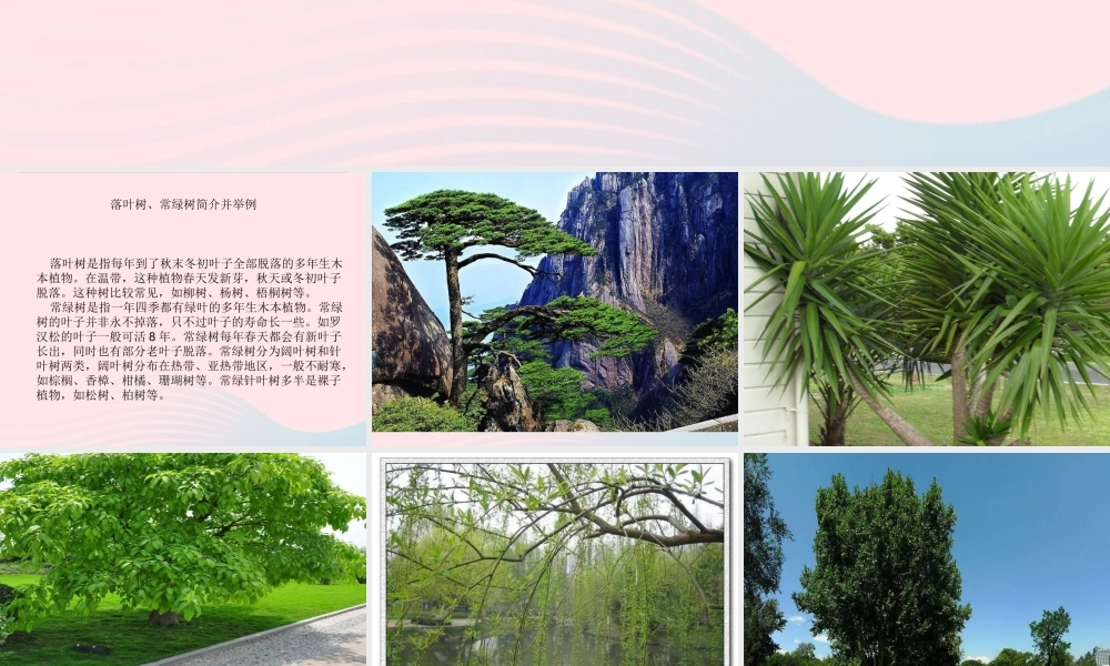 三年级科学上册 1.2《校园的树木》课件（2） 教科版-教科版小学三年级上册自然科学课件