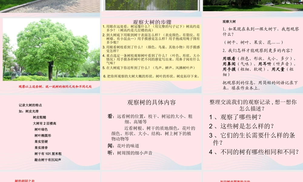 三年级科学上册 1.2《校园的树木》课件（2） 教科版-教科版小学三年级上册自然科学课件