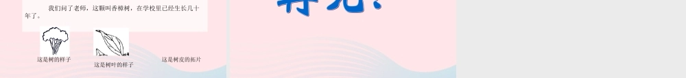 三年级科学上册 1.2《校园的树木》课件（2） 教科版-教科版小学三年级上册自然科学课件