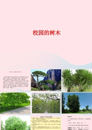 三年级科学上册 1.2《校园的树木》课件（2） 教科版-教科版小学三年级上册自然科学课件