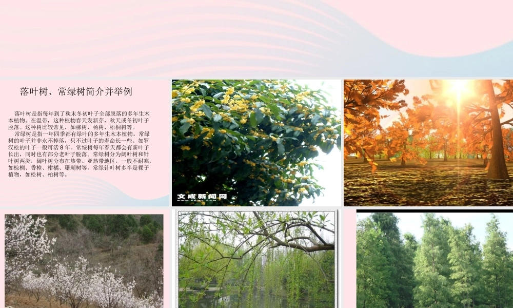 三年级科学上册 1.2《校园的树木》课件（3） 教科版-教科版小学三年级上册自然科学课件