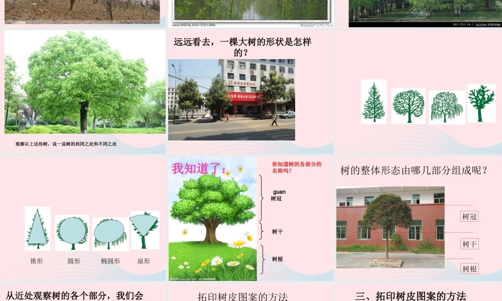 三年级科学上册 1.2《校园的树木》课件（3） 教科版-教科版小学三年级上册自然科学课件