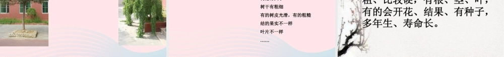 三年级科学上册 1.2《校园的树木》课件（3） 教科版-教科版小学三年级上册自然科学课件