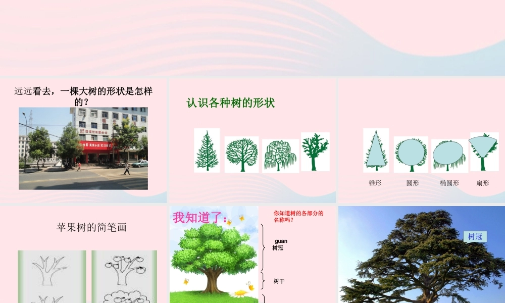 三年级科学上册 1.2《校园的树木》课件（4） 教科版-教科版小学三年级上册自然科学课件