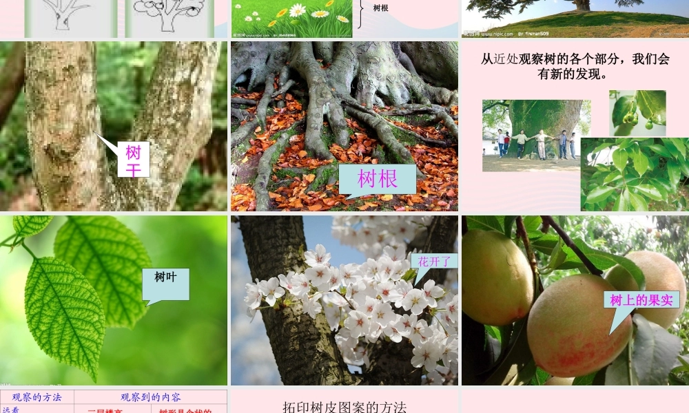 三年级科学上册 1.2《校园的树木》课件（4） 教科版-教科版小学三年级上册自然科学课件