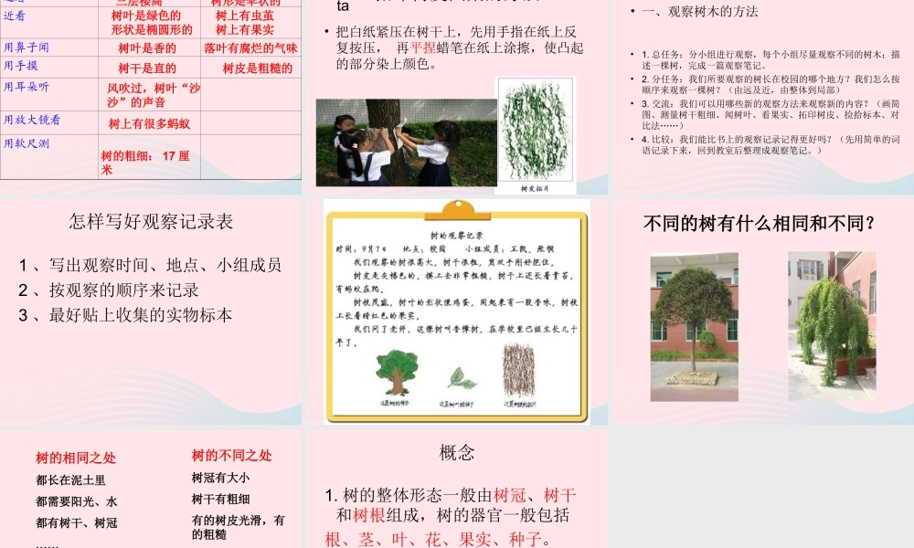 三年级科学上册 1.2《校园的树木》课件（4） 教科版-教科版小学三年级上册自然科学课件