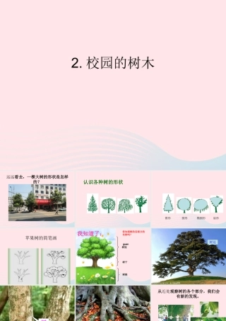 三年级科学上册 1.2《校园的树木》课件（4） 教科版-教科版小学三年级上册自然科学课件