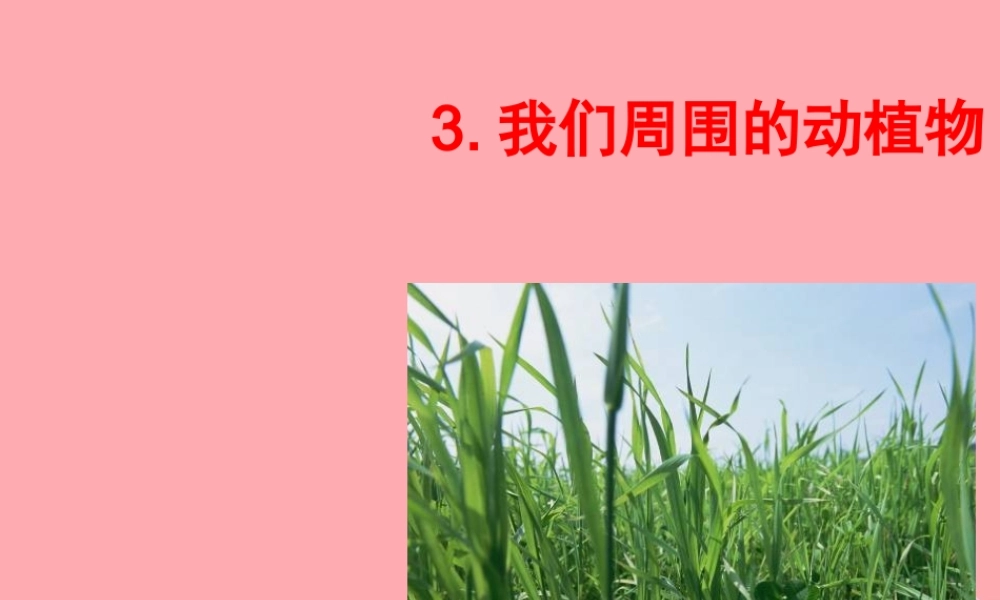 三年级科学上册 1.3 我们周围的动植物课件3 青岛版五四制-青岛版小学三年级上册自然科学课件